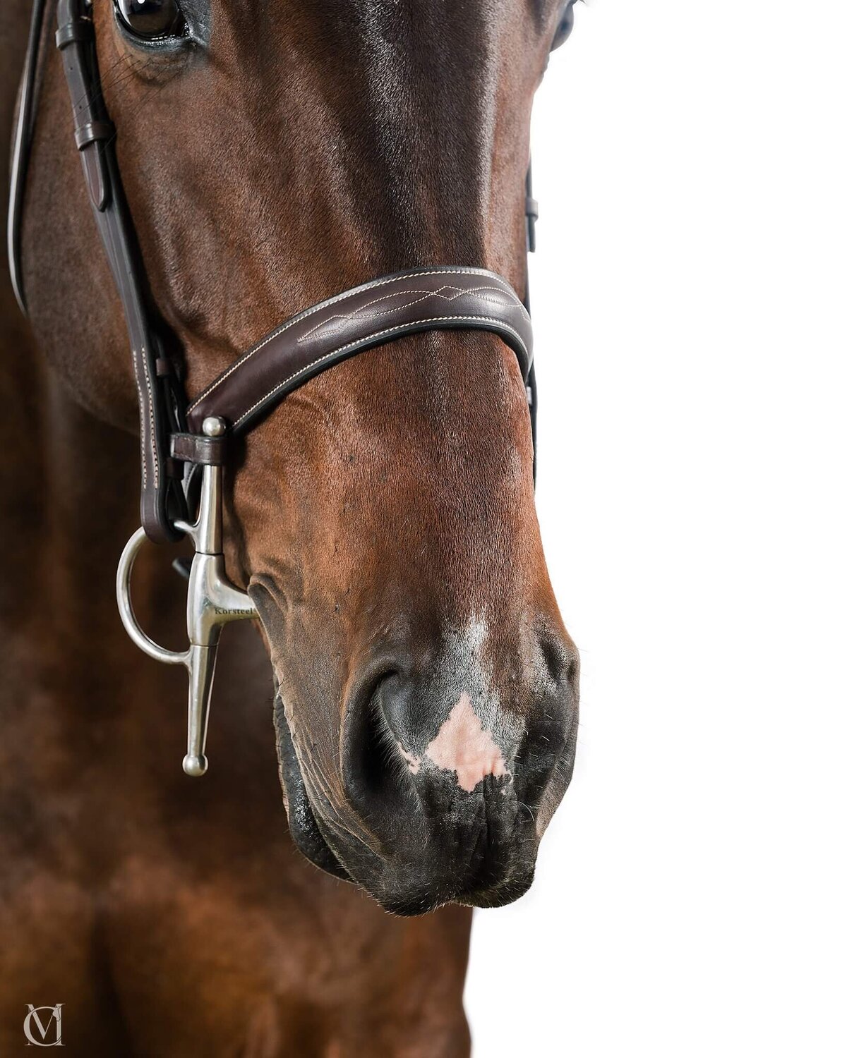 equine-white-background-pictures2024-10-04 at 10.06.57 PM 11