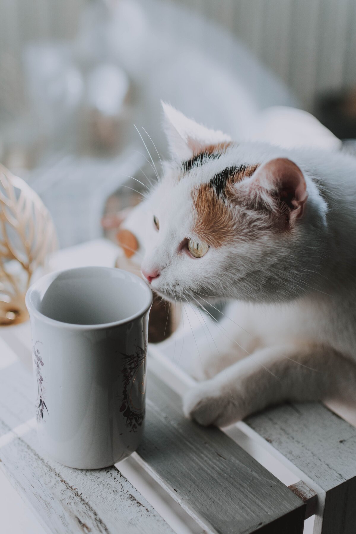 pexels-lil-artsy-3709086