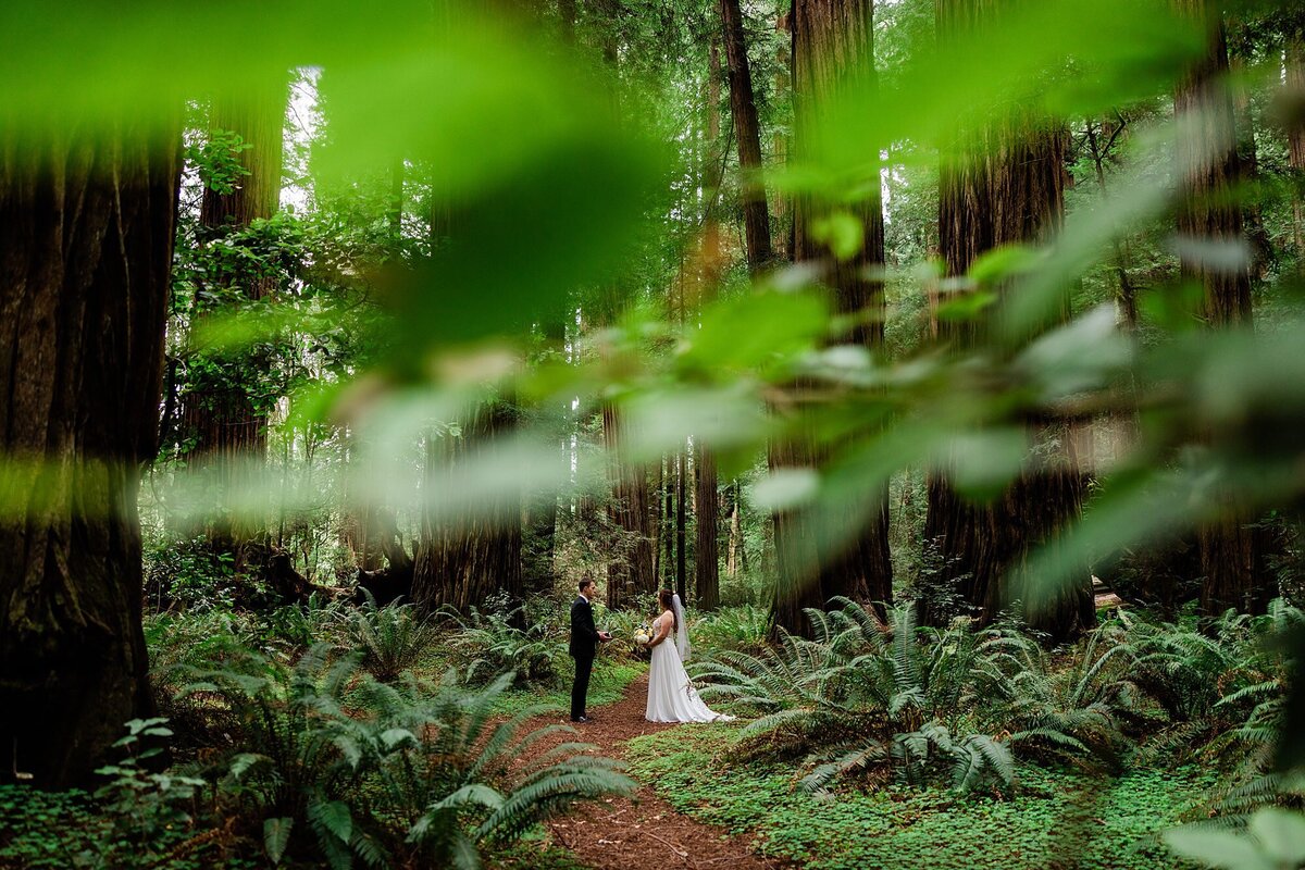 A bride and groom stand in a Redwood forest for their elopement ceremony.