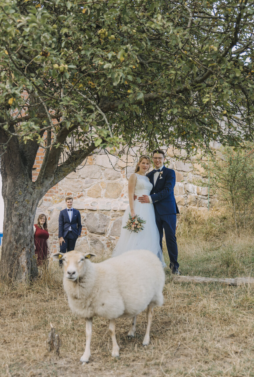 Newlyweds with their guests and a sheep at the Hammershus Ruins after booking our small intimate destination wedding package for micro wedding abroad.