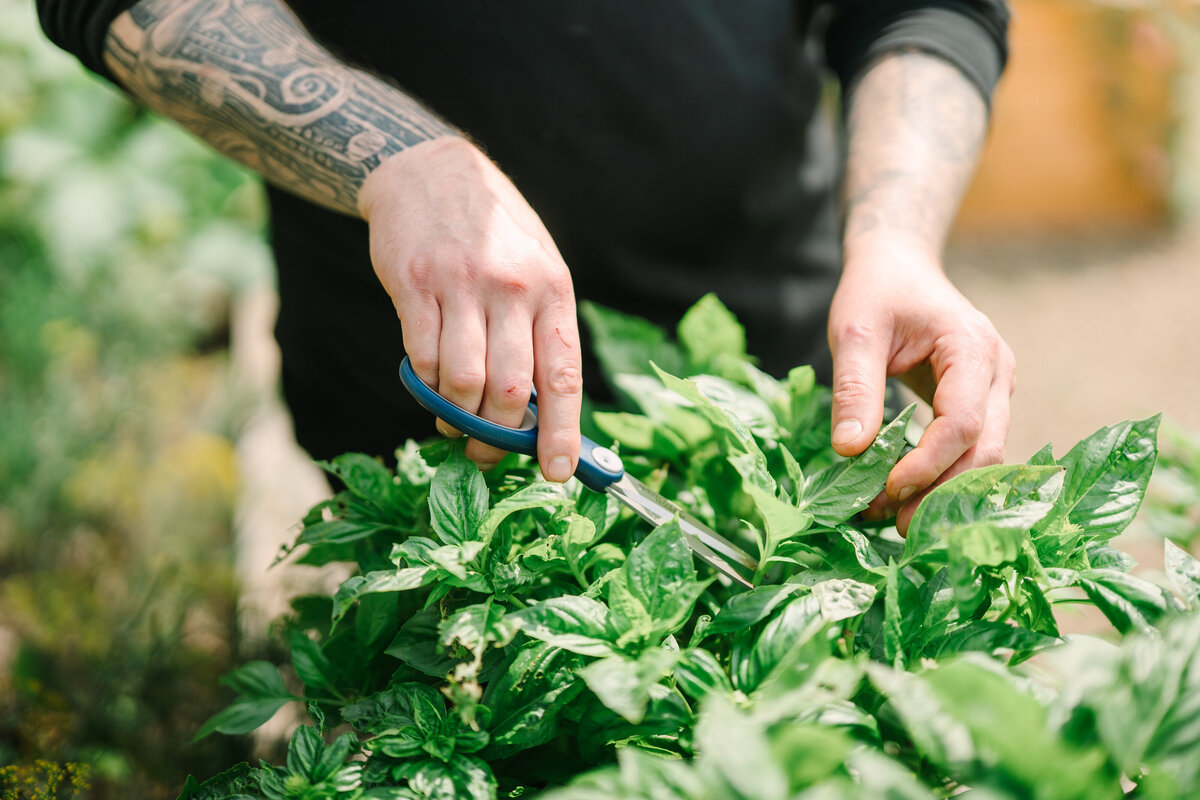 a chef in the herb garden at Willowbrook wedding venue cutting organic basil dressed in black