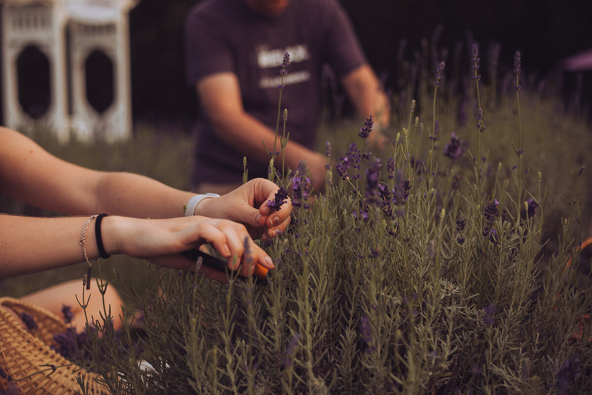Iowa Lavender_F20A4911