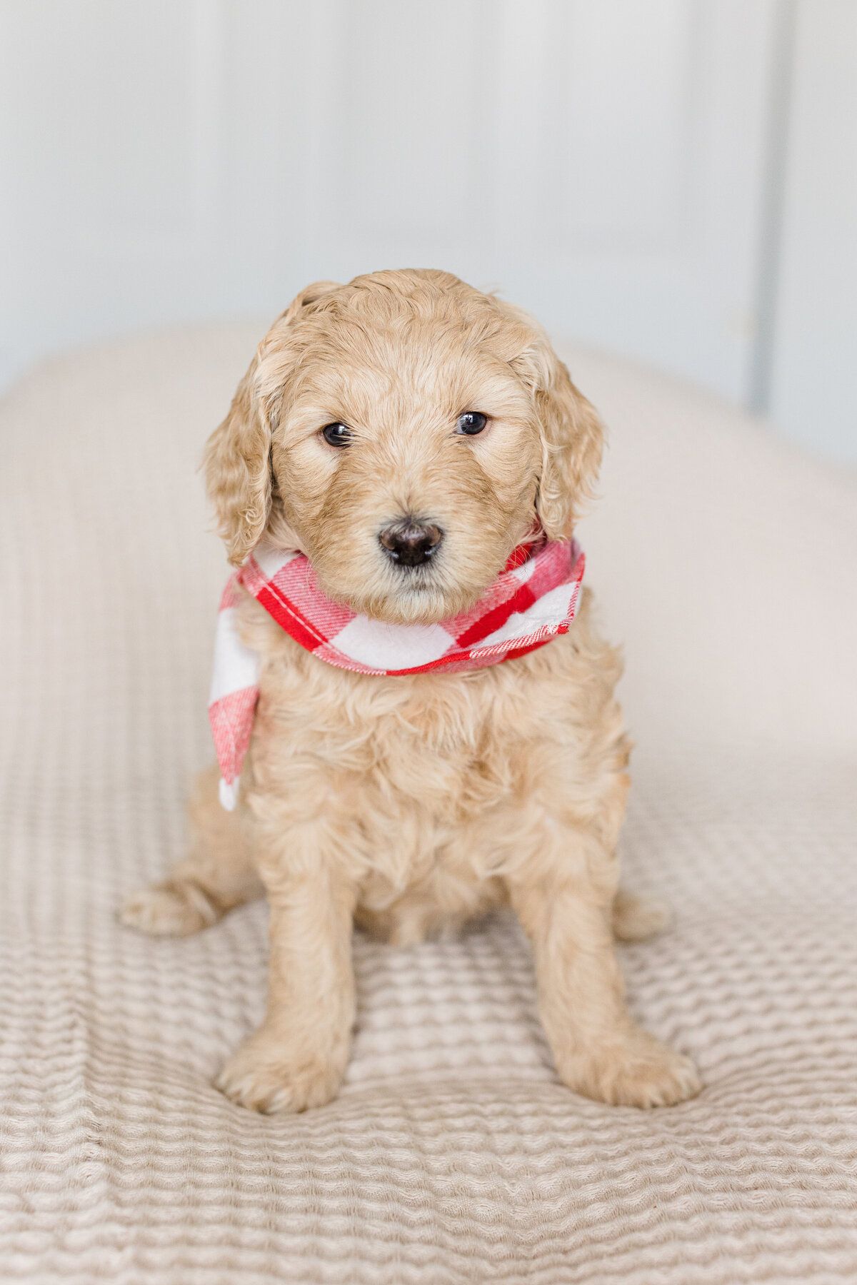 083_Bernedoodles