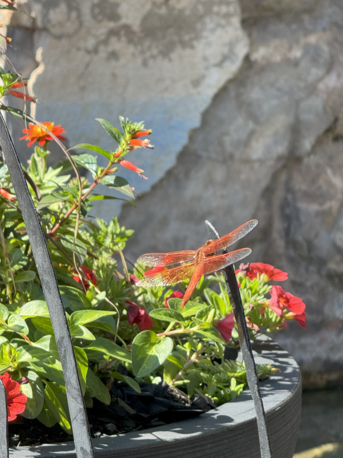 Minnekahta Bungalows - Moccasin Springs Natural Mineral Spa - The Dragonfly Restaurant (3)