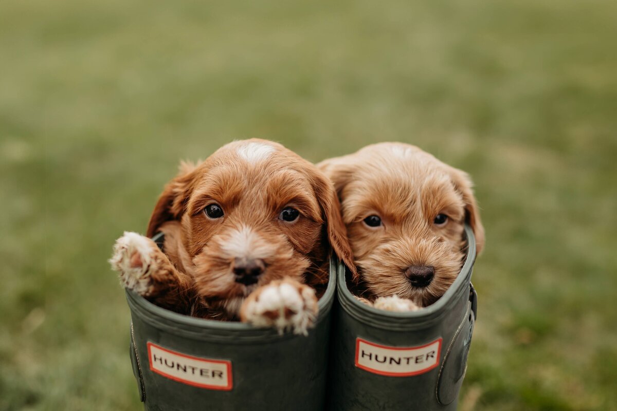 baldonnel-lane-labradoodles-breeder-alberta-bc-109