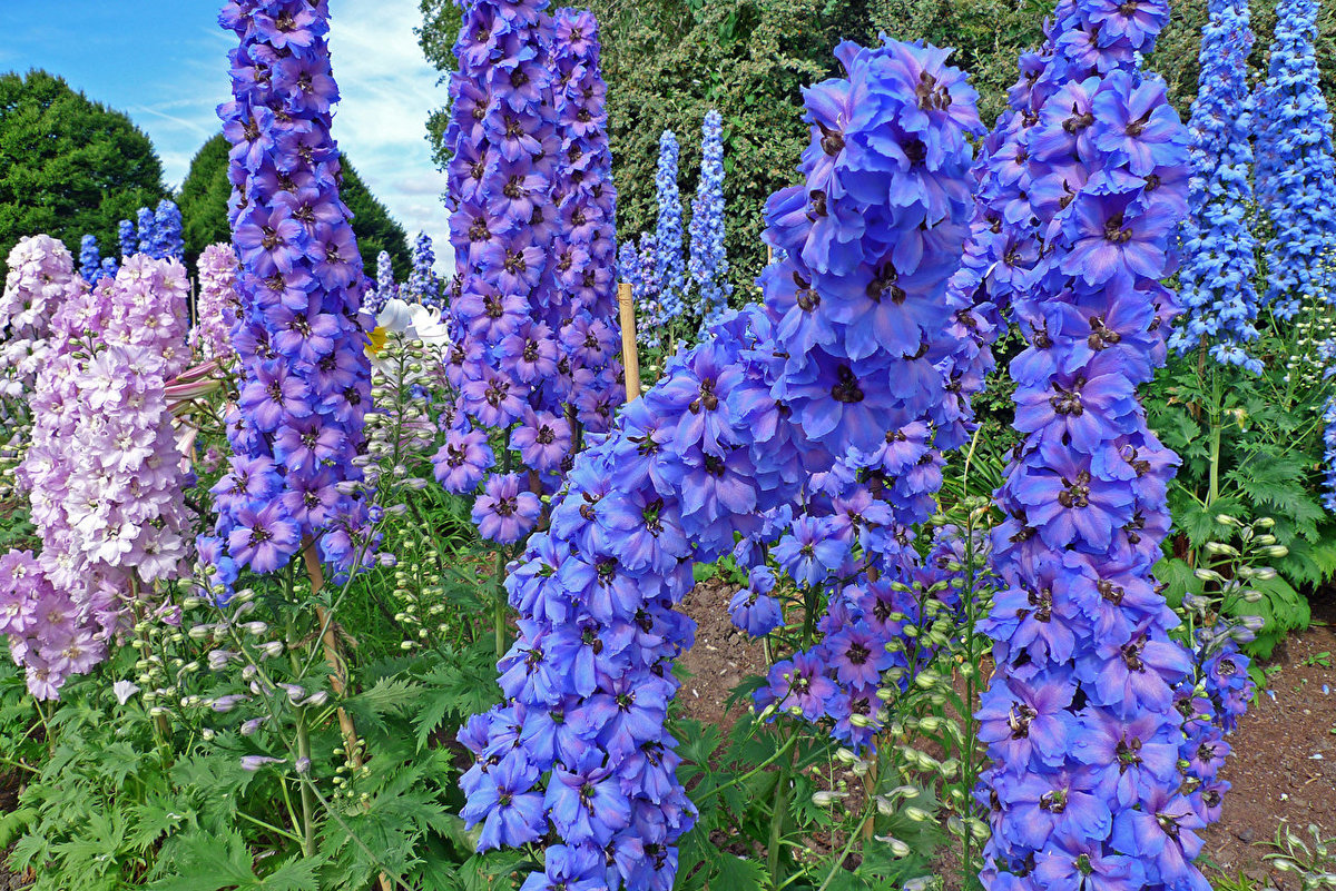 Delphinium_Closeup_Regent_'s_Park_Queens_Garden_525134_1280x854