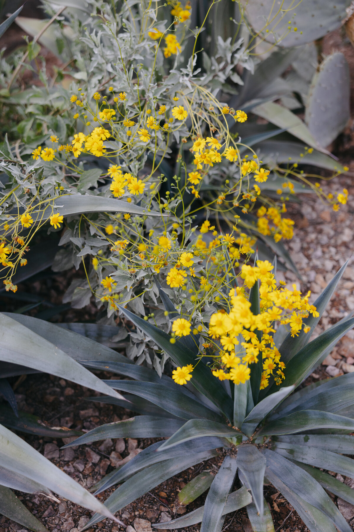 Arizona-wedding-photographer-cacie-carroll-photography-28