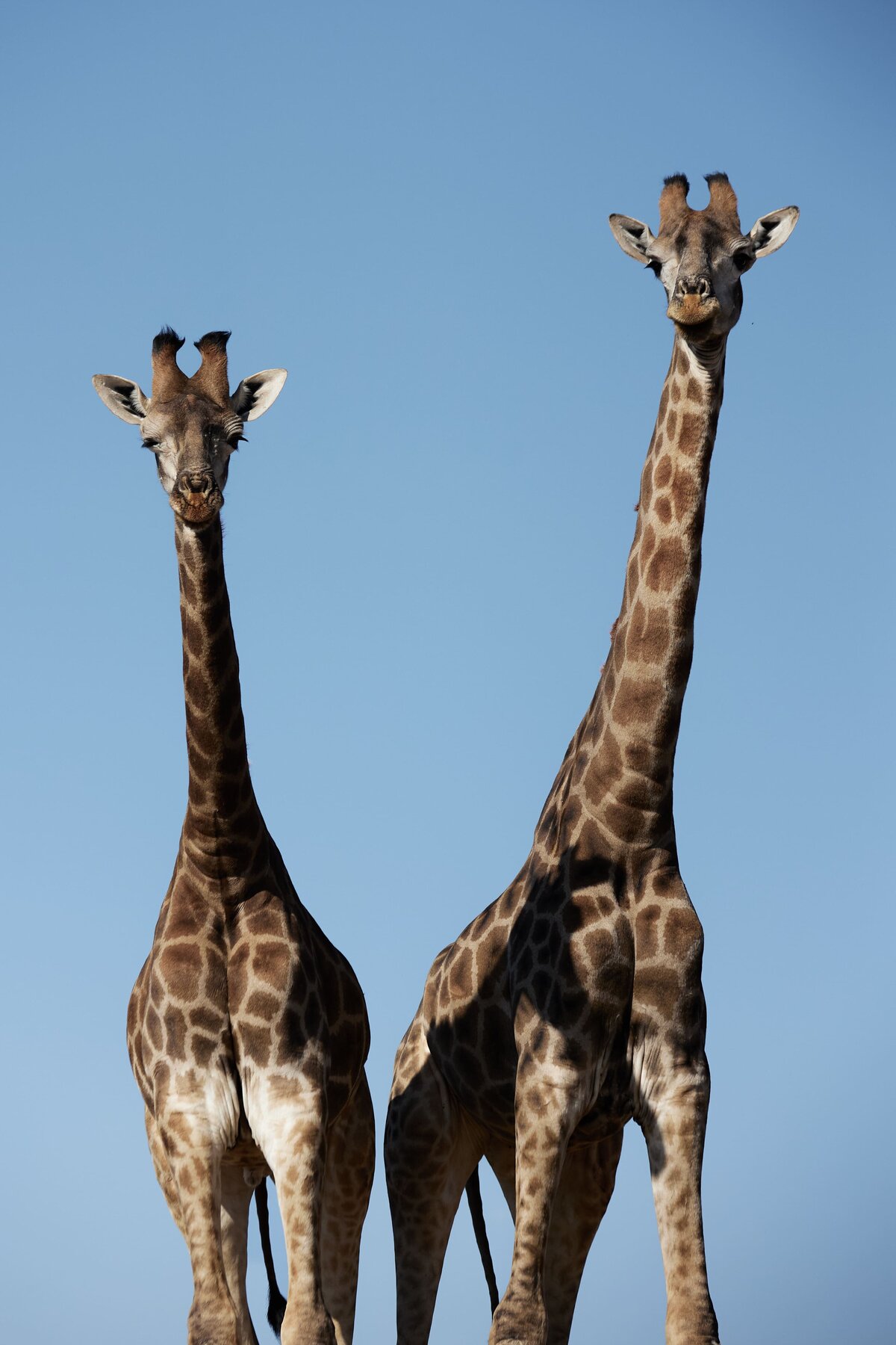 059_SouthAfricaWedding