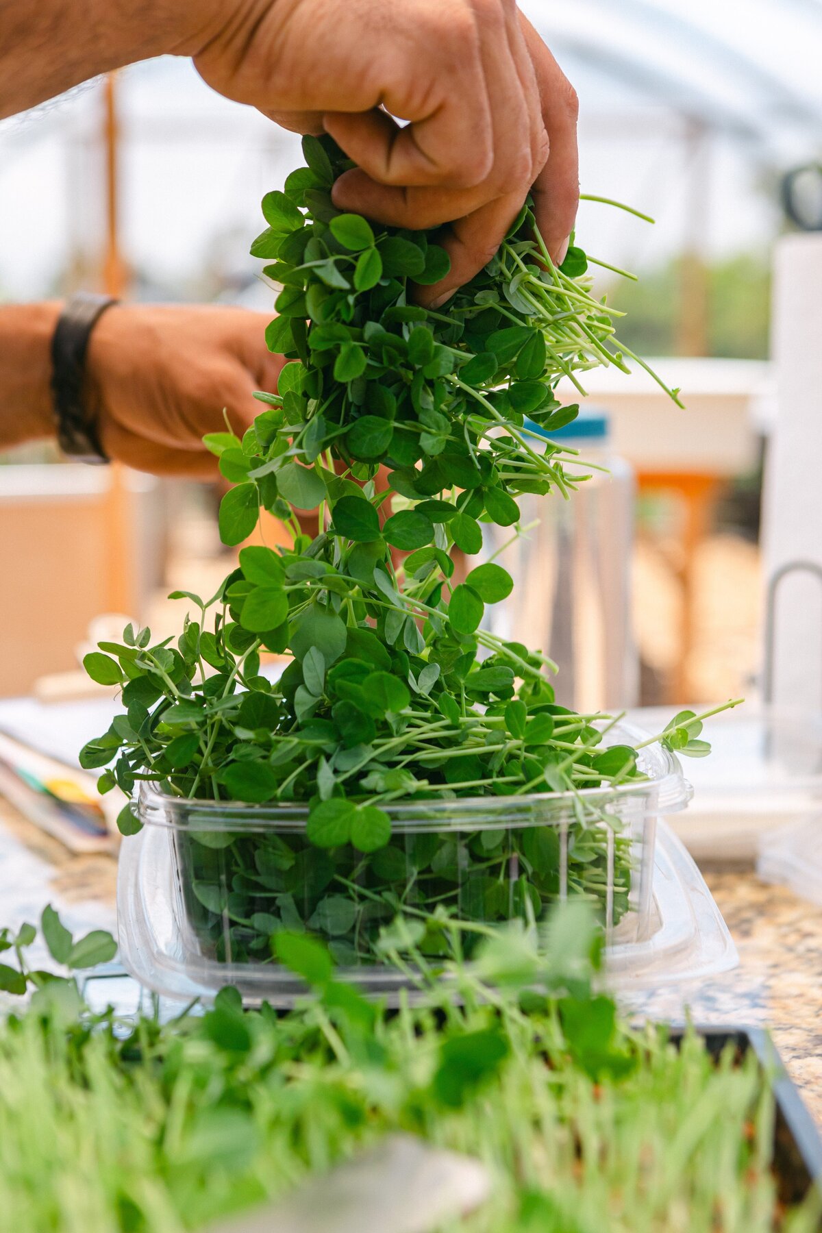 0072-channel-islands-micro-greens-local-farmers-markets-0050