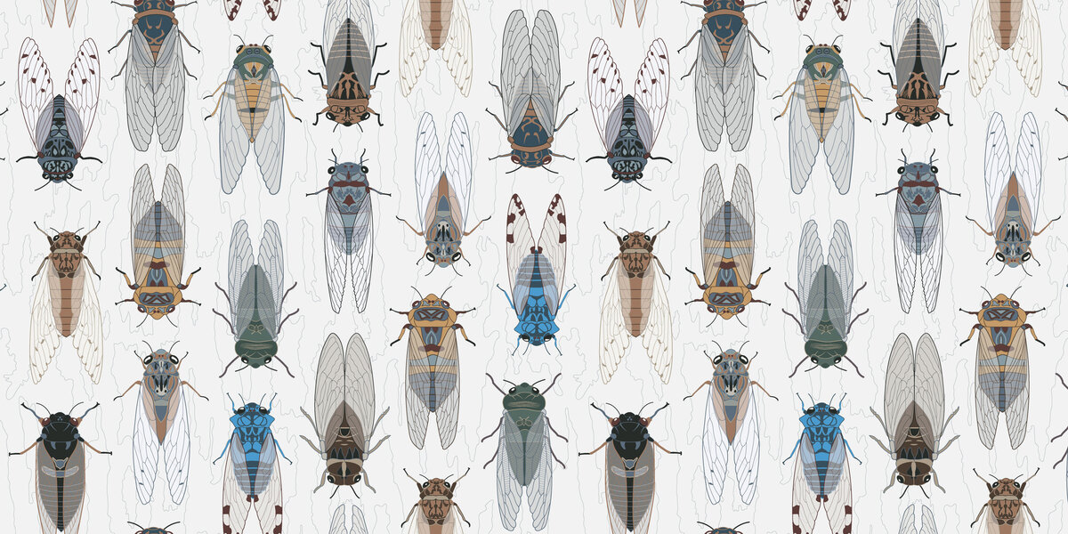 Australian cicada surface pattern green Acre Designs