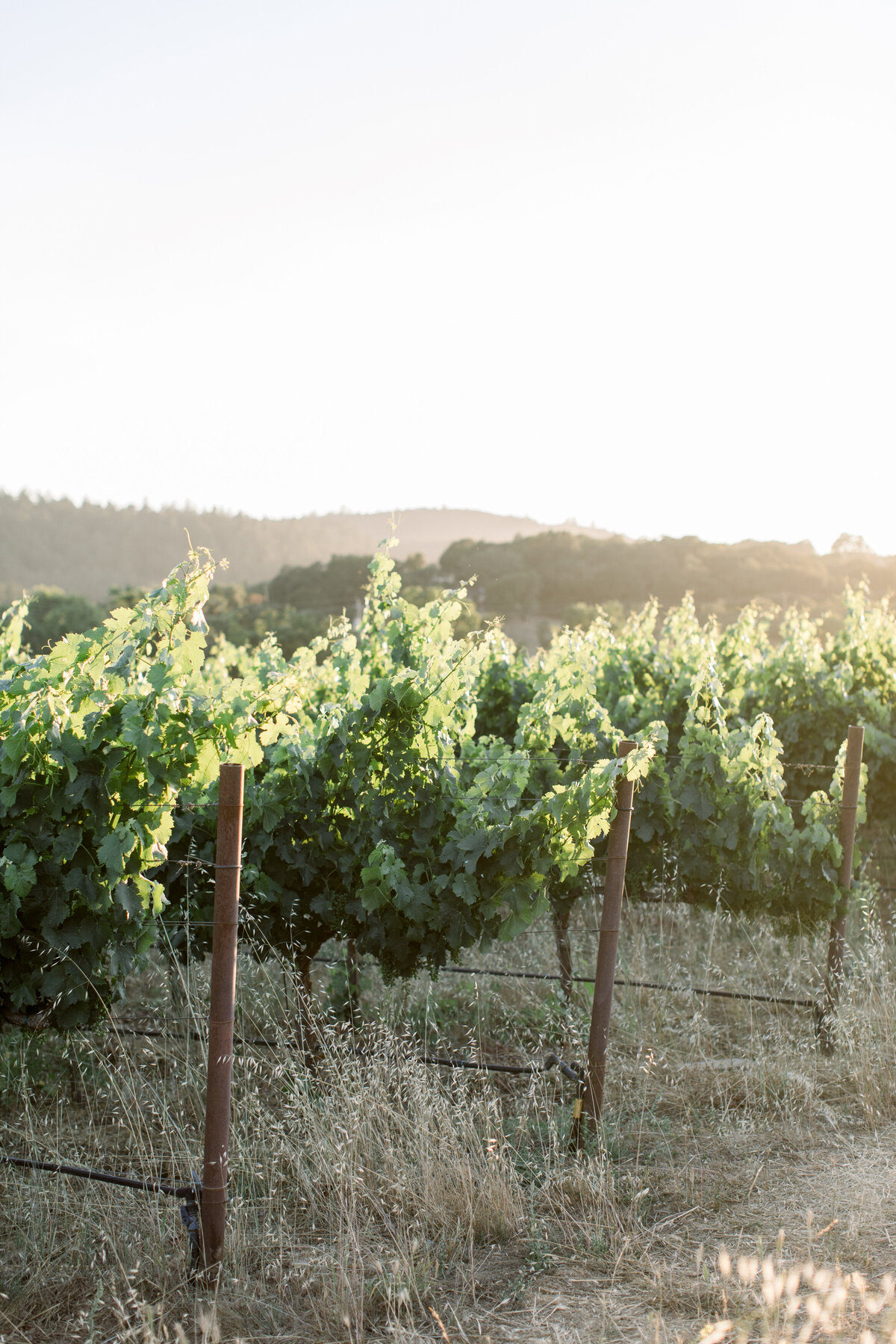 Annadel_Estate_Winery_Calistoga_Wedding-0077