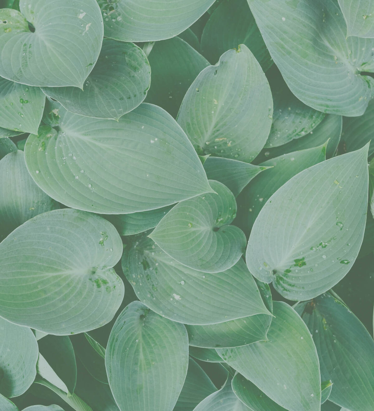green leave backgrounds