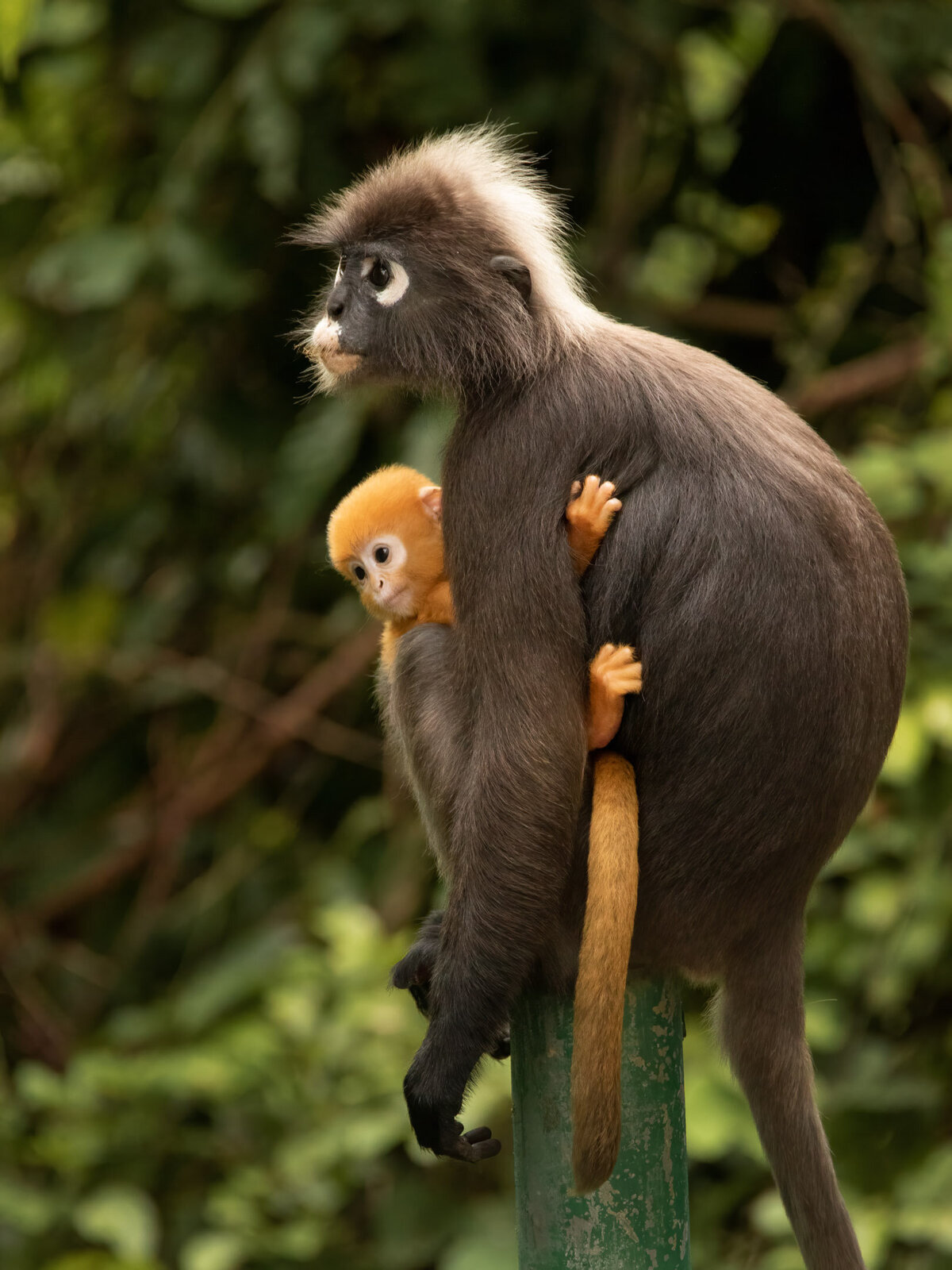 dusky-langur-photography.2