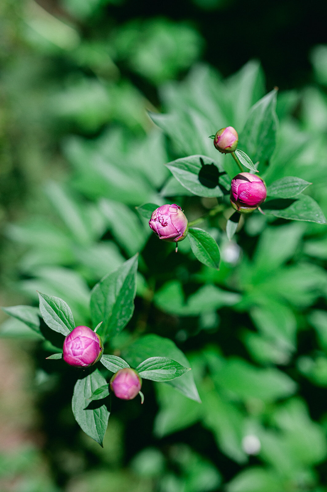 studio-dukesa-amy-huang-fine-art-destination-wedding-film-photography-showit-design-partner-hakone-3