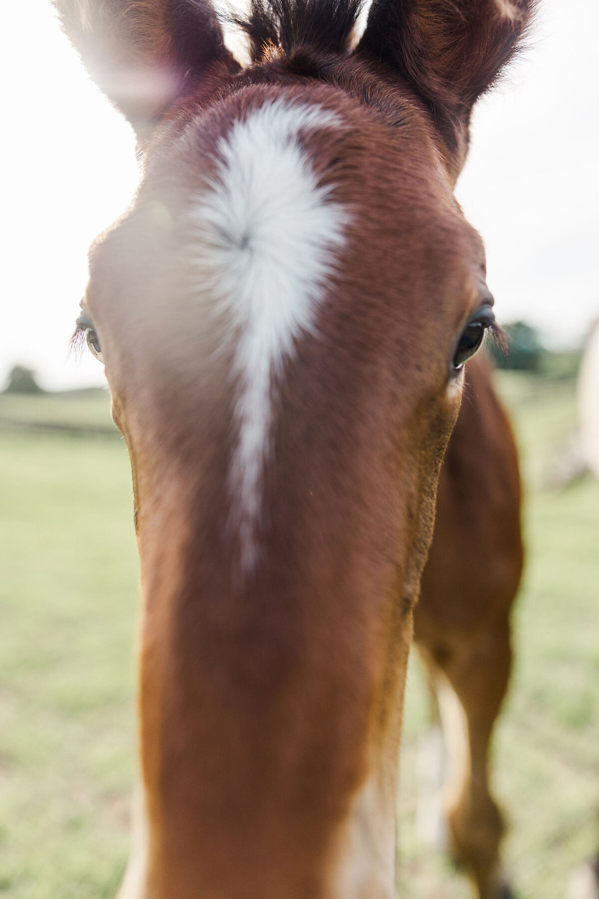 Saratoga-horse-photographer-364