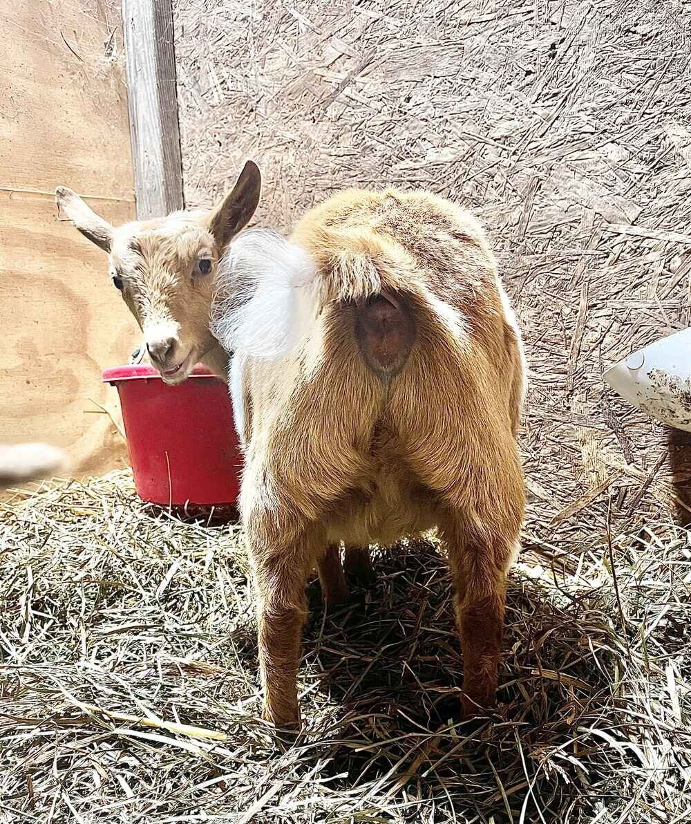 nigerian-dwarf-goat-java-rear