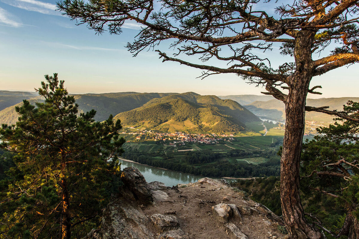 Ausdrucksstarke Landschaftsfotografie mit Blick durch Bäume auf das Donautal in der Wachau zur goldenen Stunde. Fotograf Atelier Schulte – Spezialist für Lichtstimmungen und professionelle Landschaftsfotografie in ganz Österreich.