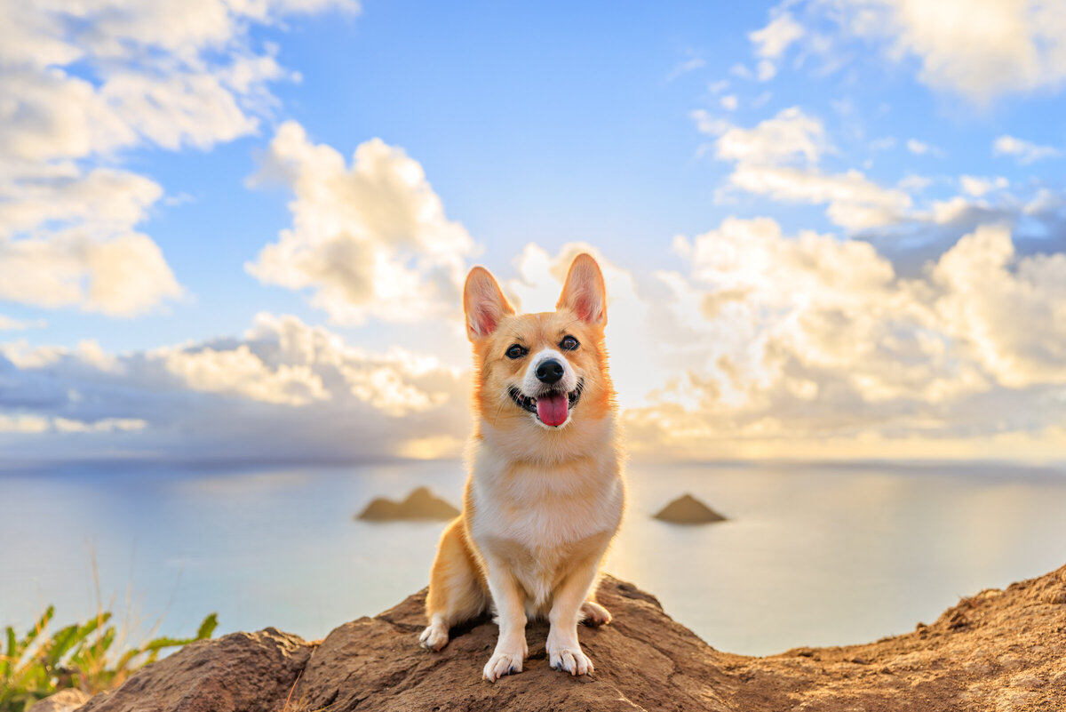 Honolulu Dog Photographer-4