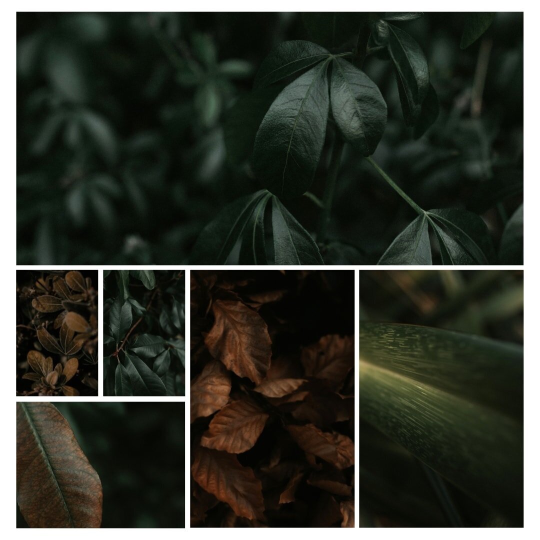 Photography-Textures-Leaf