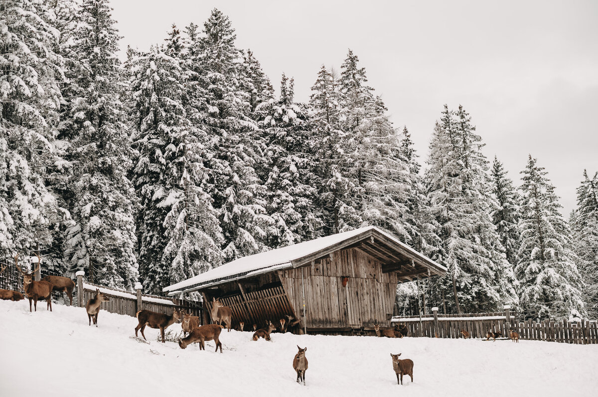 tiere-jufenalm-wildgehege-winter4