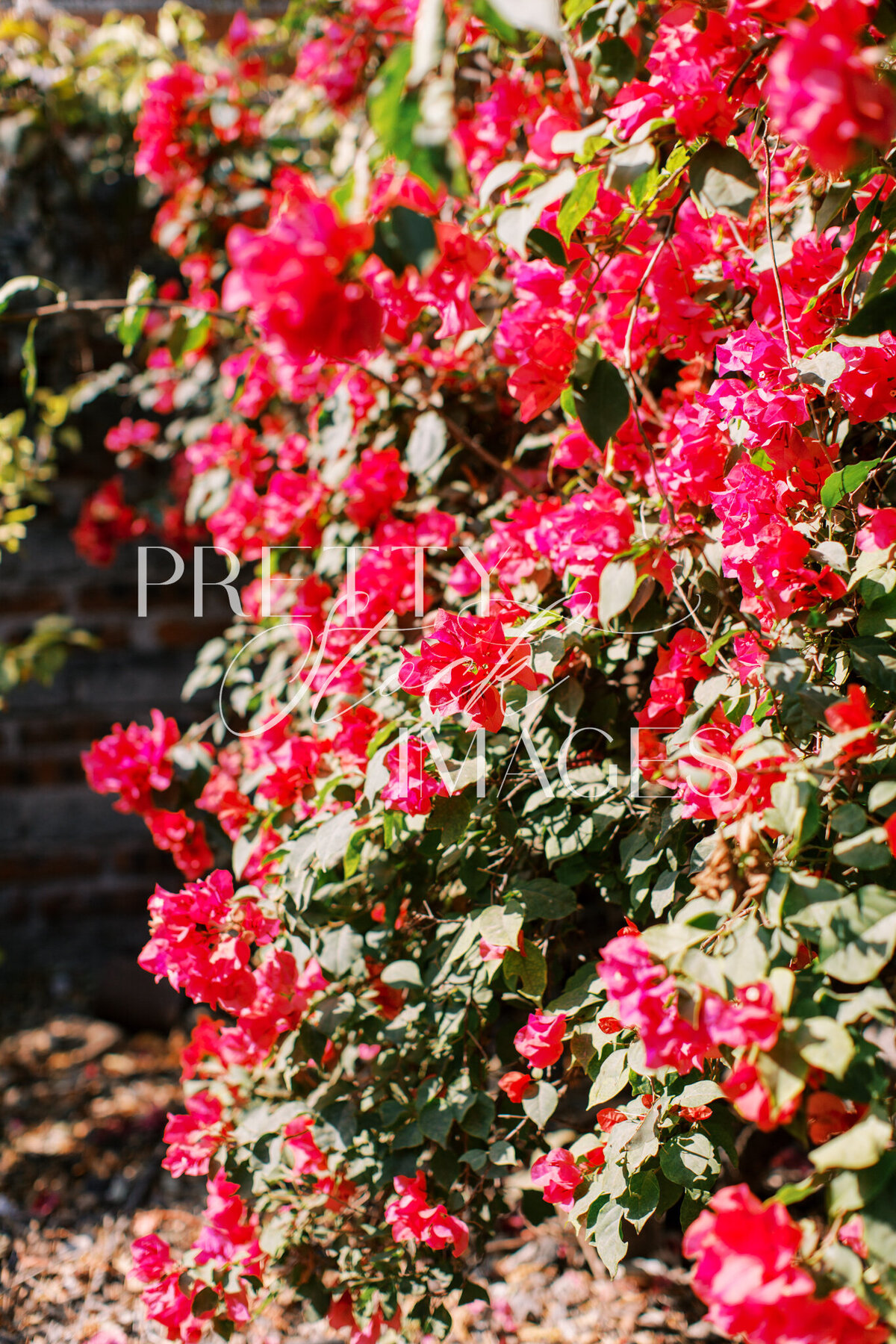 Pretty Stock Images - Mexico-19