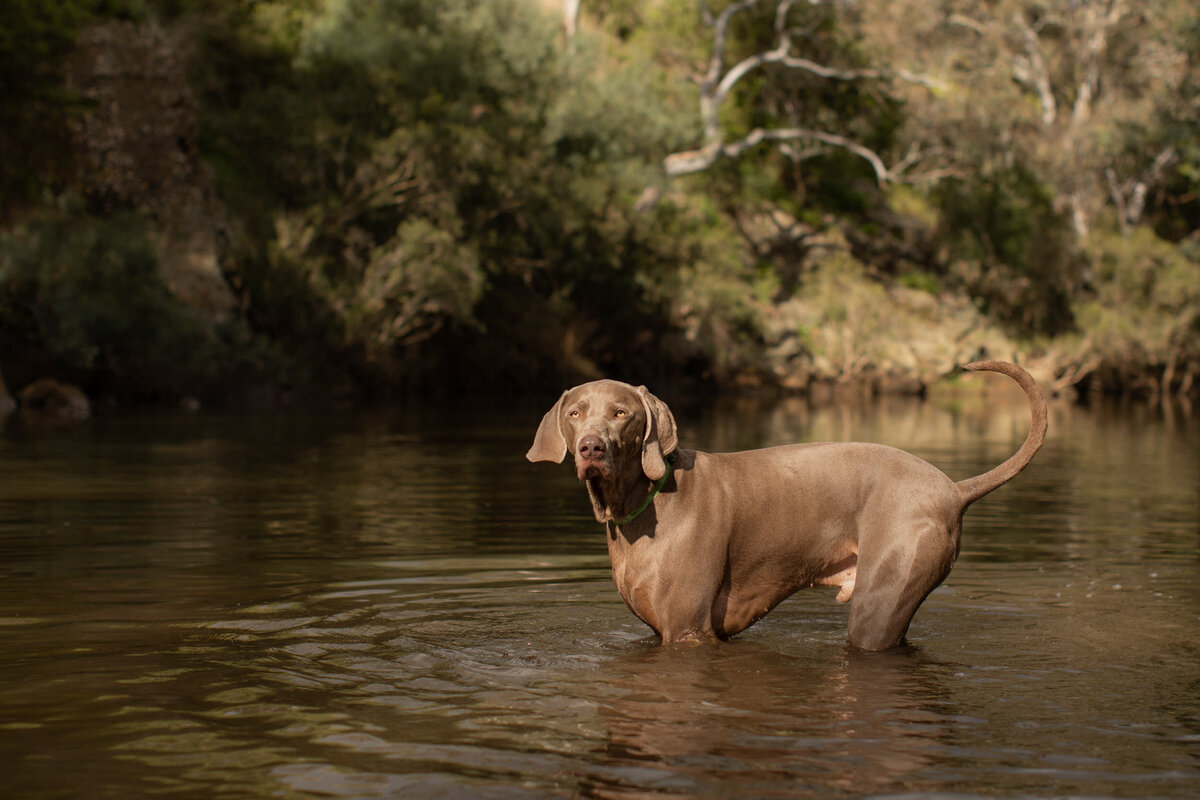 Keilor_dogwalker