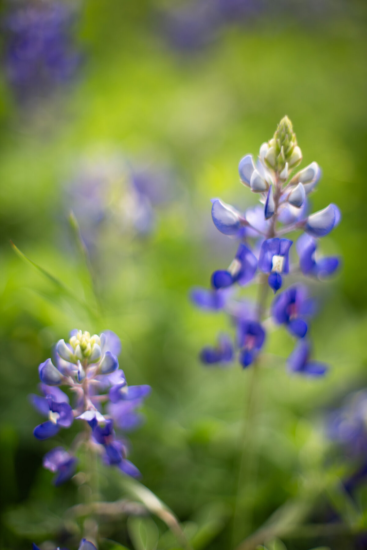 fine_art_photographer _152
