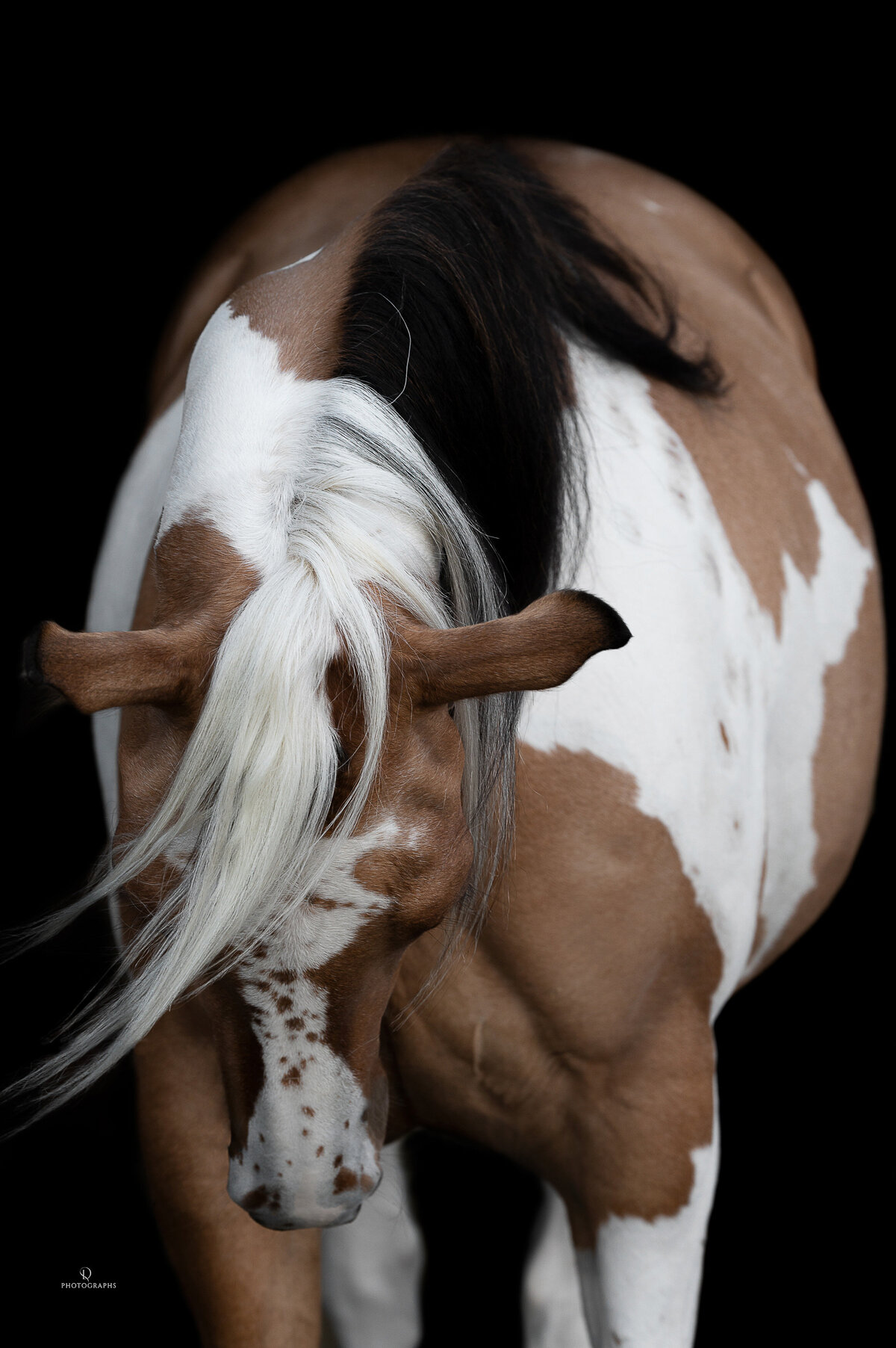 Fine-art fotografie met paard