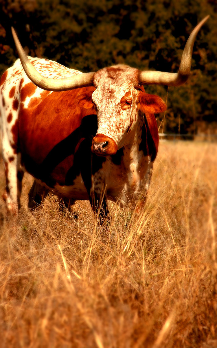 Texas Hill Country 102 copy