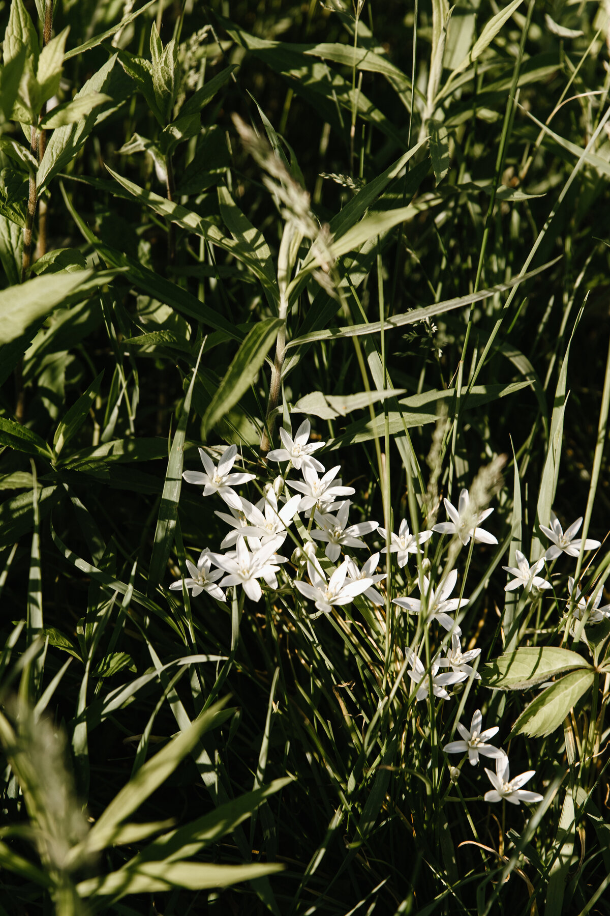 LK004996-2