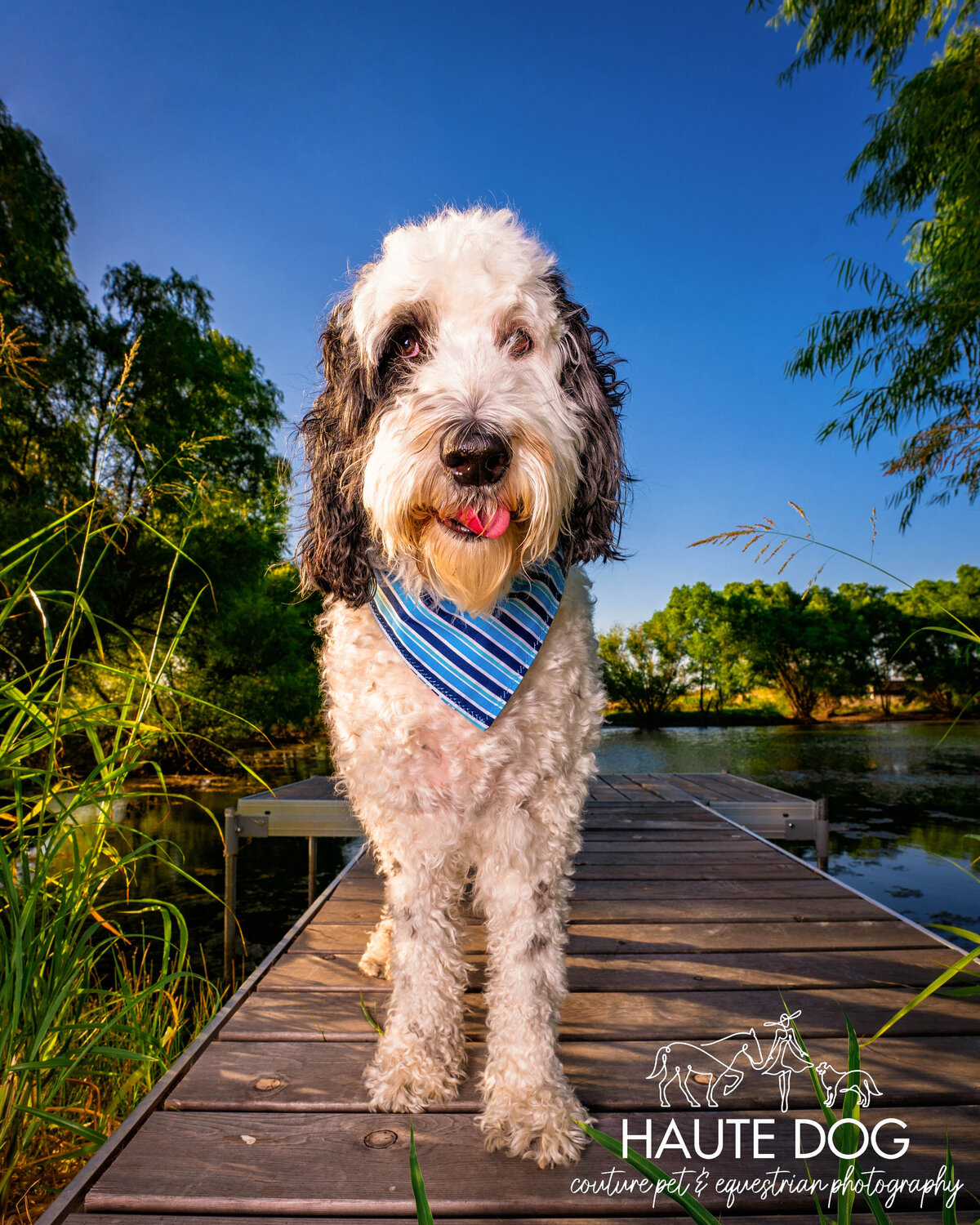 A shaggy black and white doodle dog wearing a blue bandana sticks his tongue out while standing on a wood dock surrounded by trees.