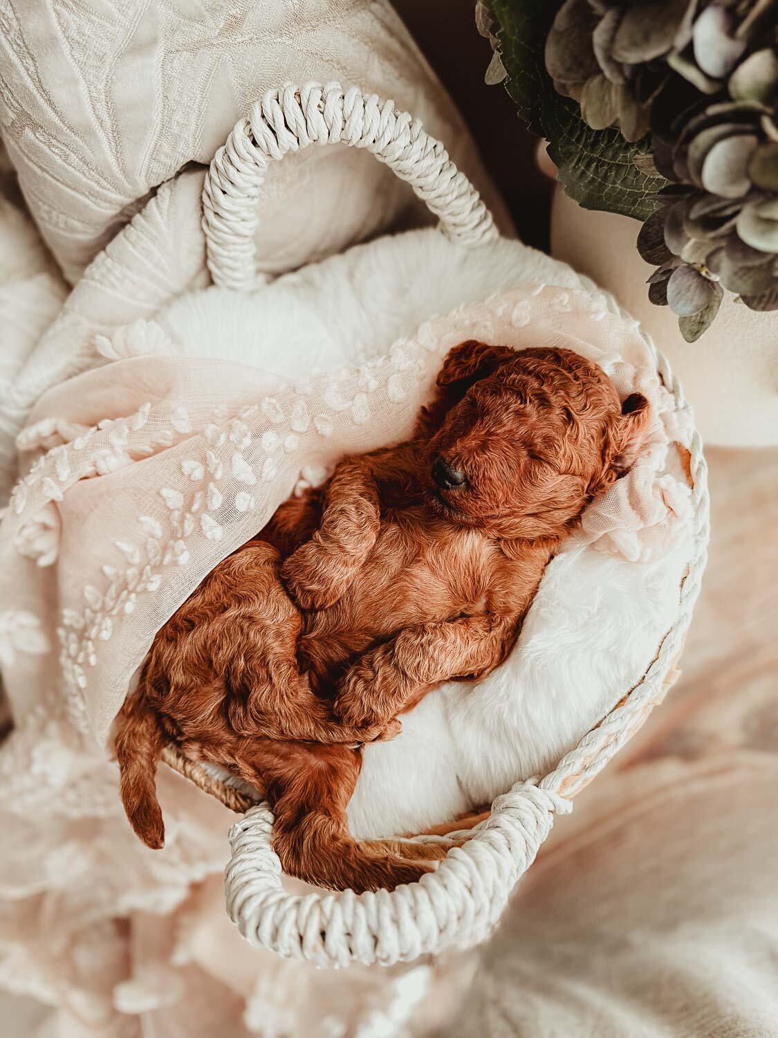 Le Fleur Poodle Puppies -178