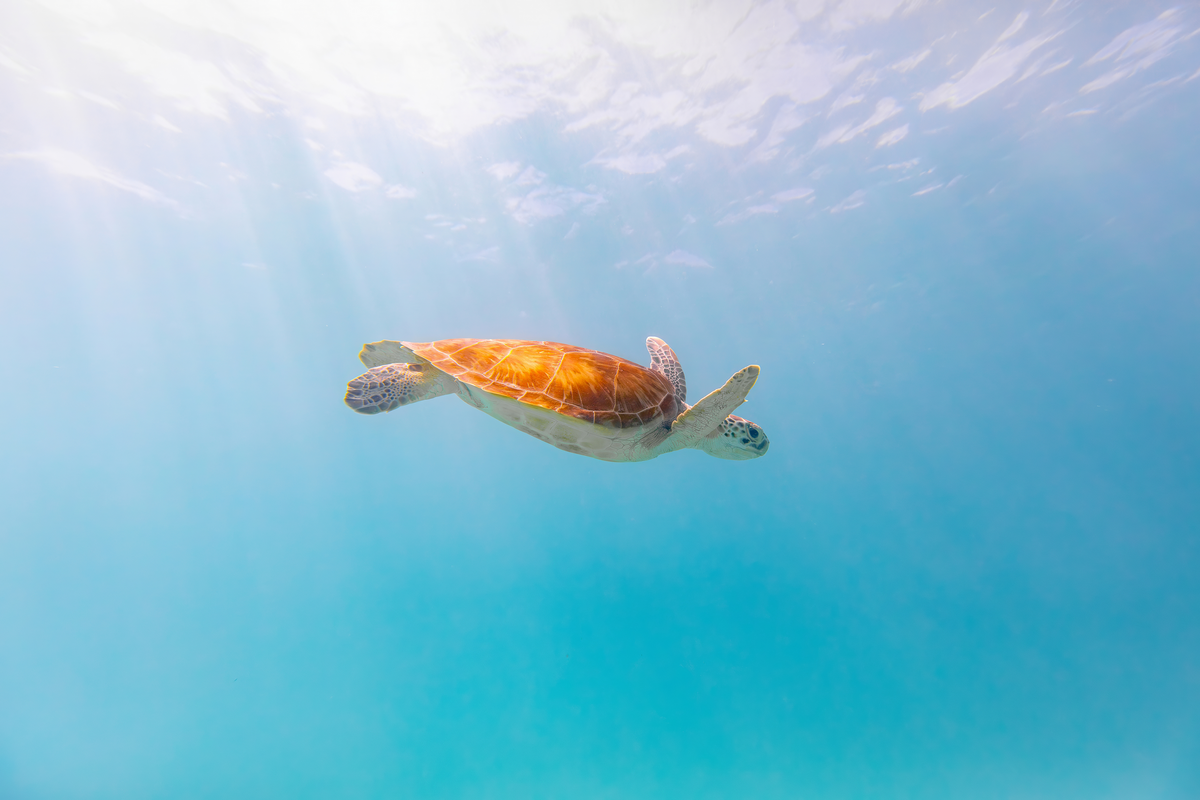 Green Sea Turtle by Michael Kaal Photography 