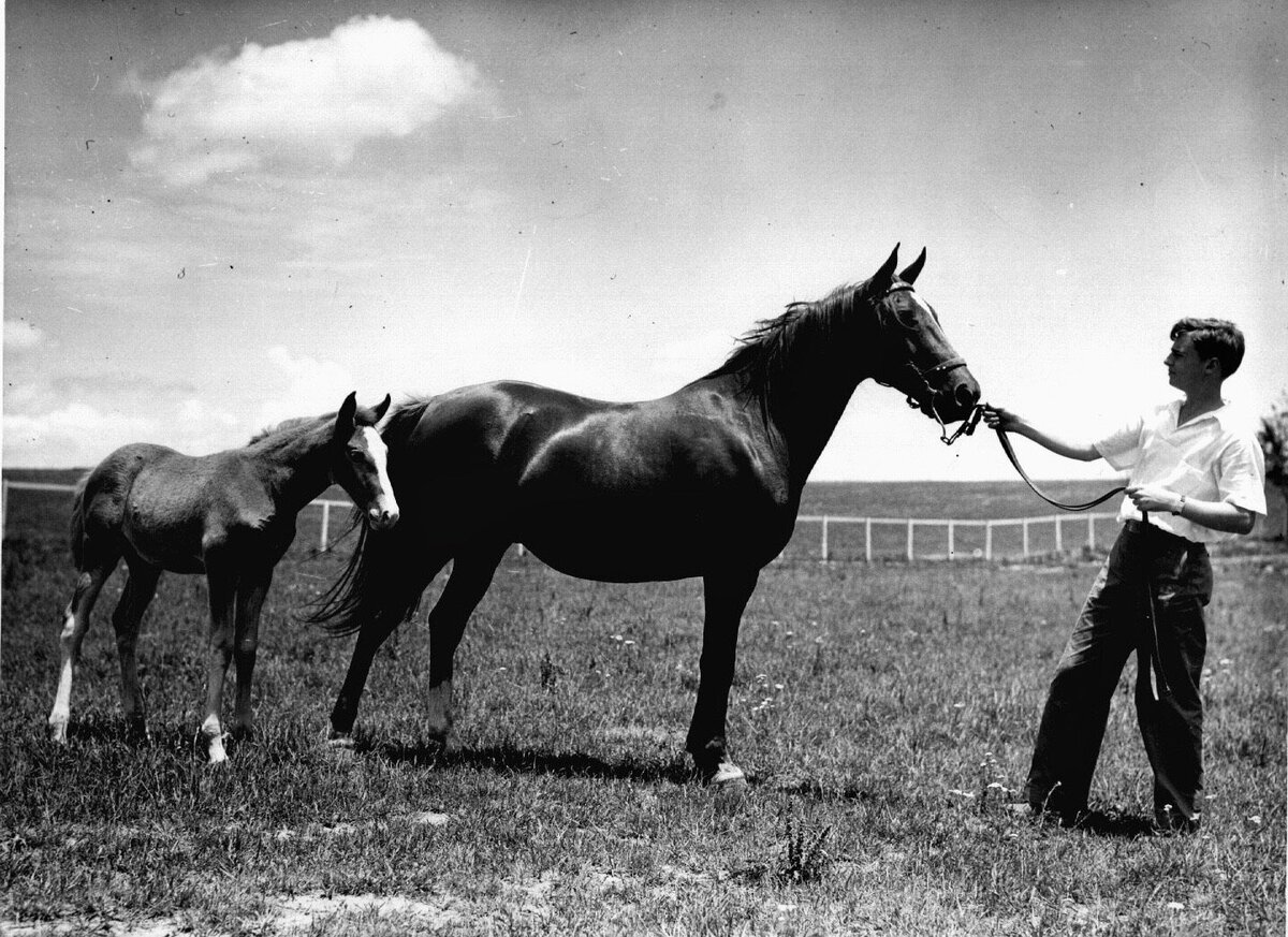 25. Bill with Mare and Foal
