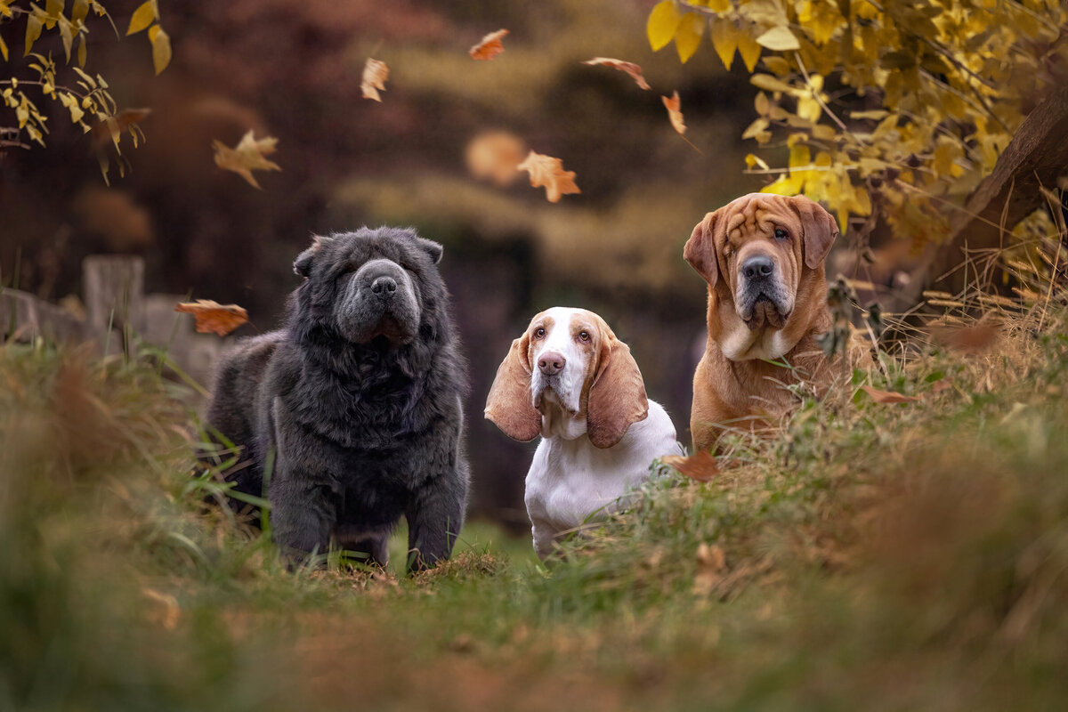 3dogsoutsidewithfallingleaves
