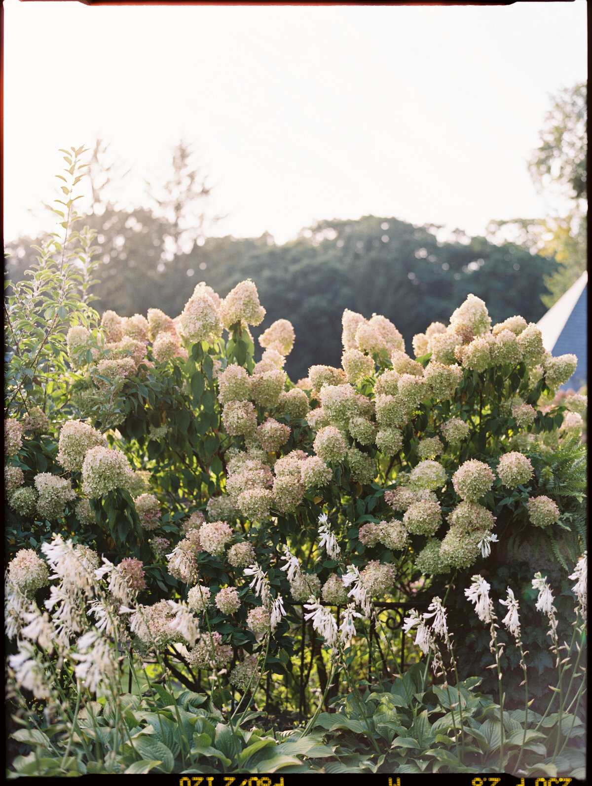 LexieVaccaroPhotography-Josie&BrianWeddingPreviews-93