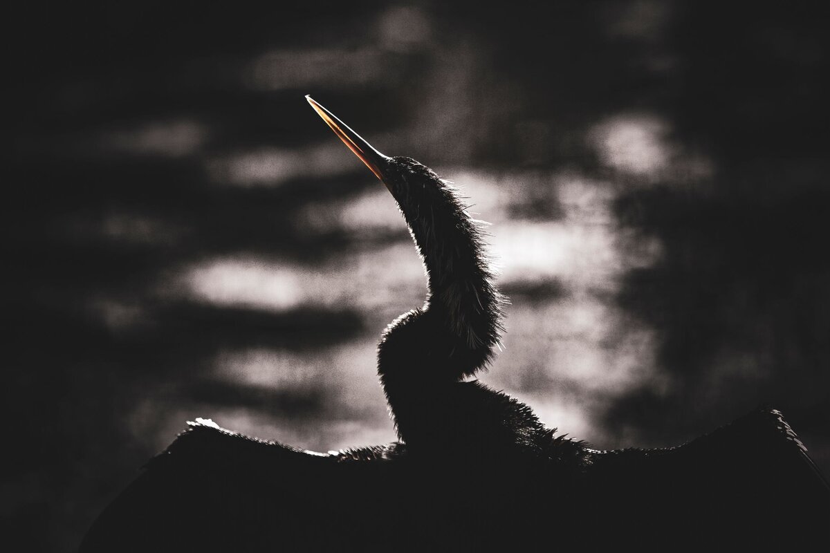 Sunning-Bird-1-f9ee8854-2500