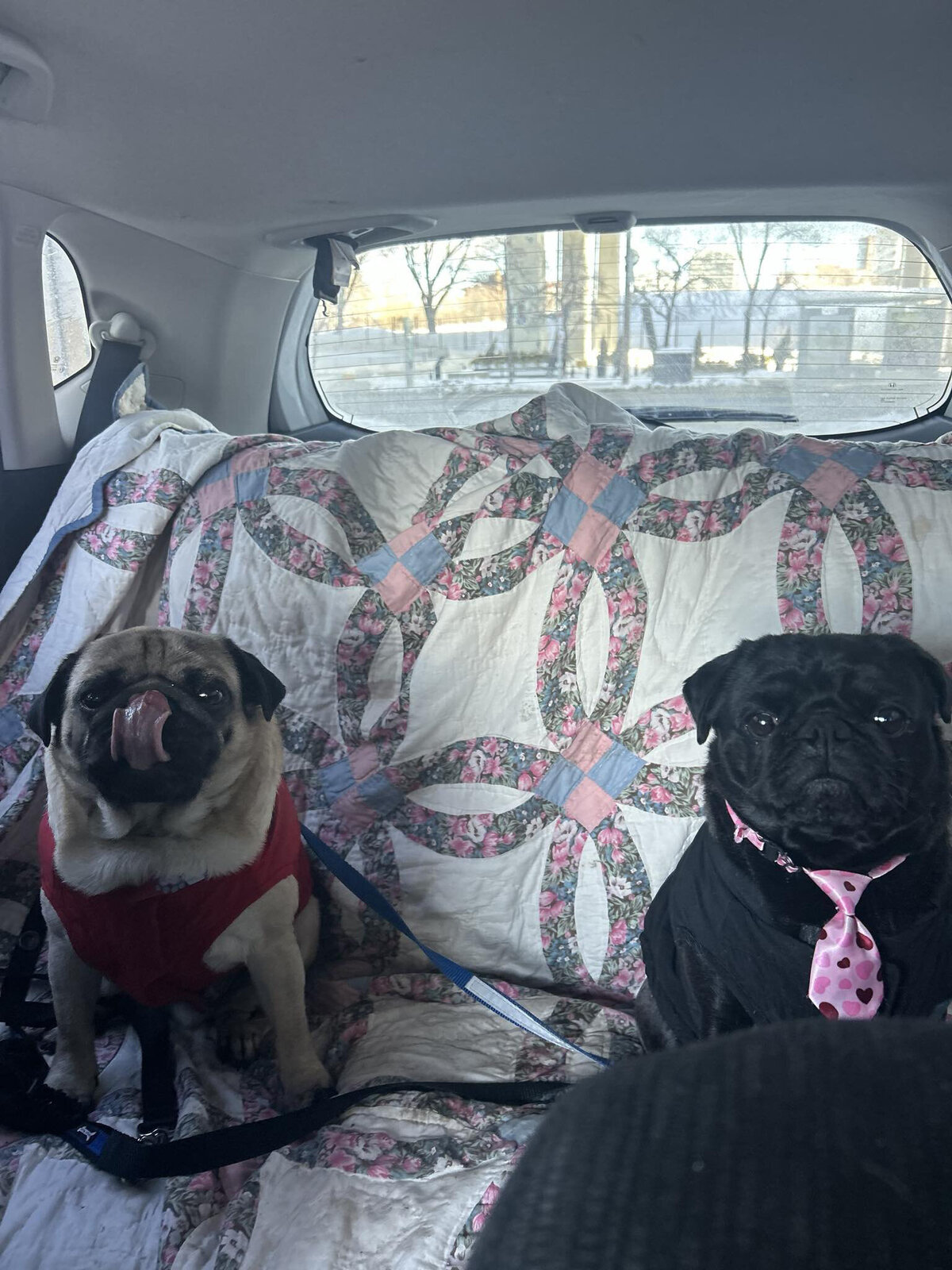 HamiltonToronto-PetSitting-004