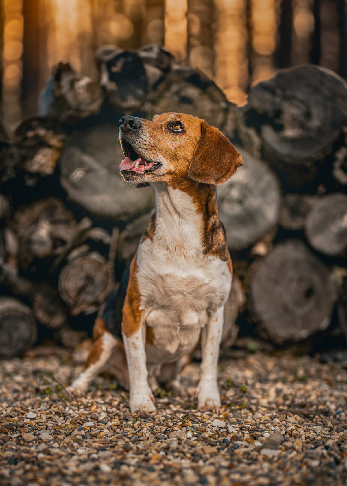 beagle portrait looking up to the left and standing in front of a stack of firewood