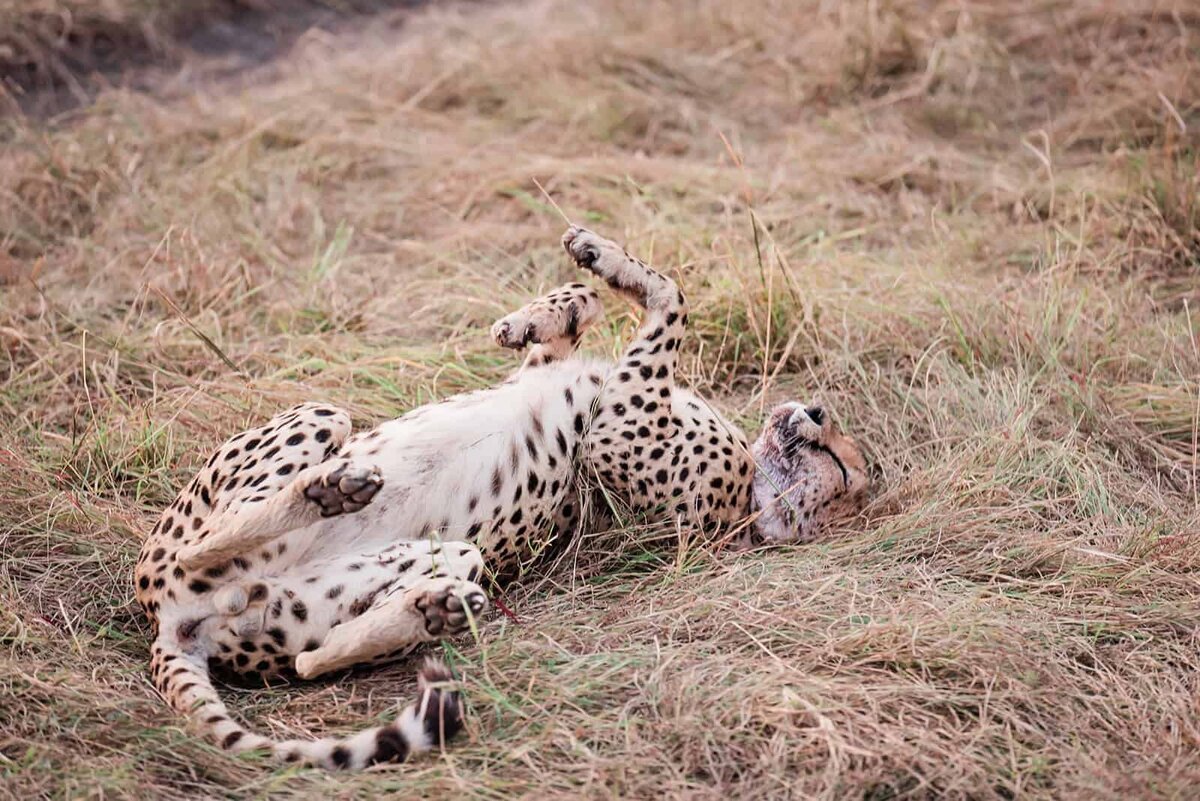 safari-wedding-kenya-sunrise-game-drive-Soul-and-Sky-Weddings