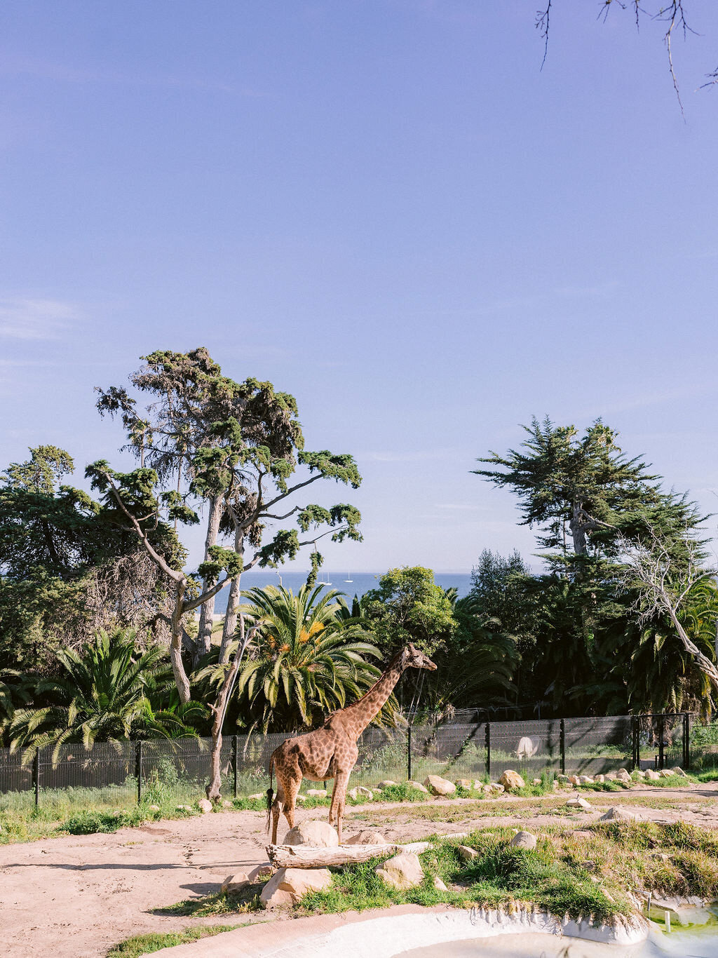 rehearsal-dinner-santa-barbara-zoo-detailed-touch-events-wedding-planner23_1