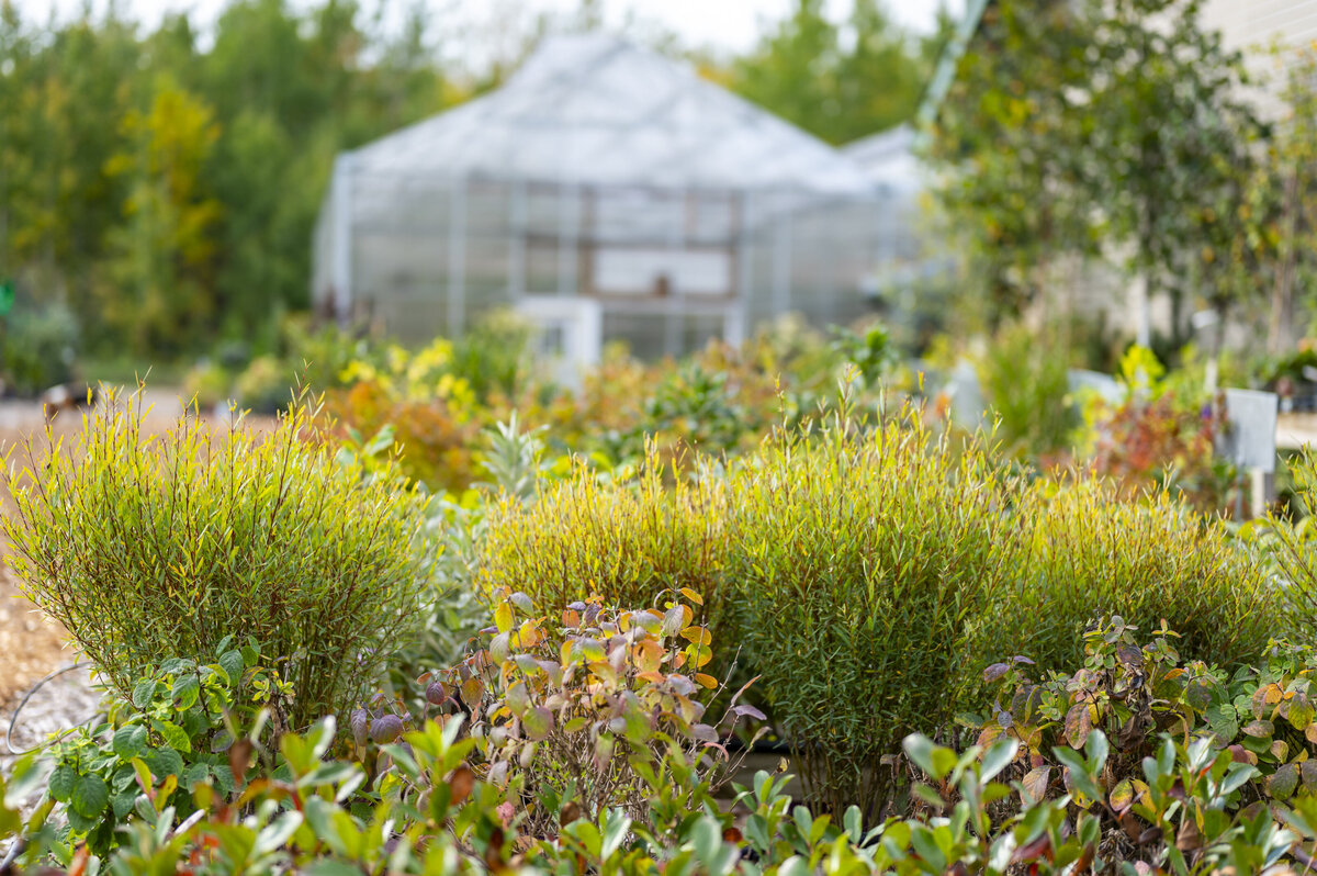 NEGC_FALLPERENNIALS-49