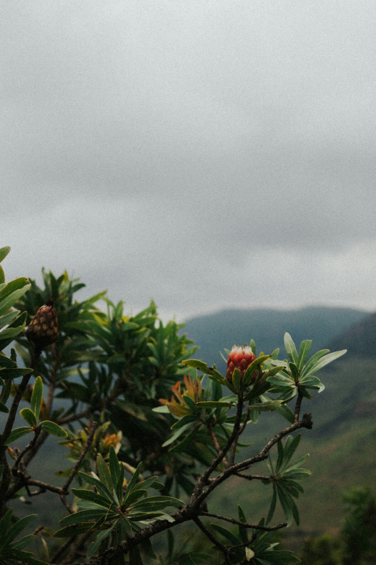 melissa-brown-G7g3lUjc_ls-unsplash