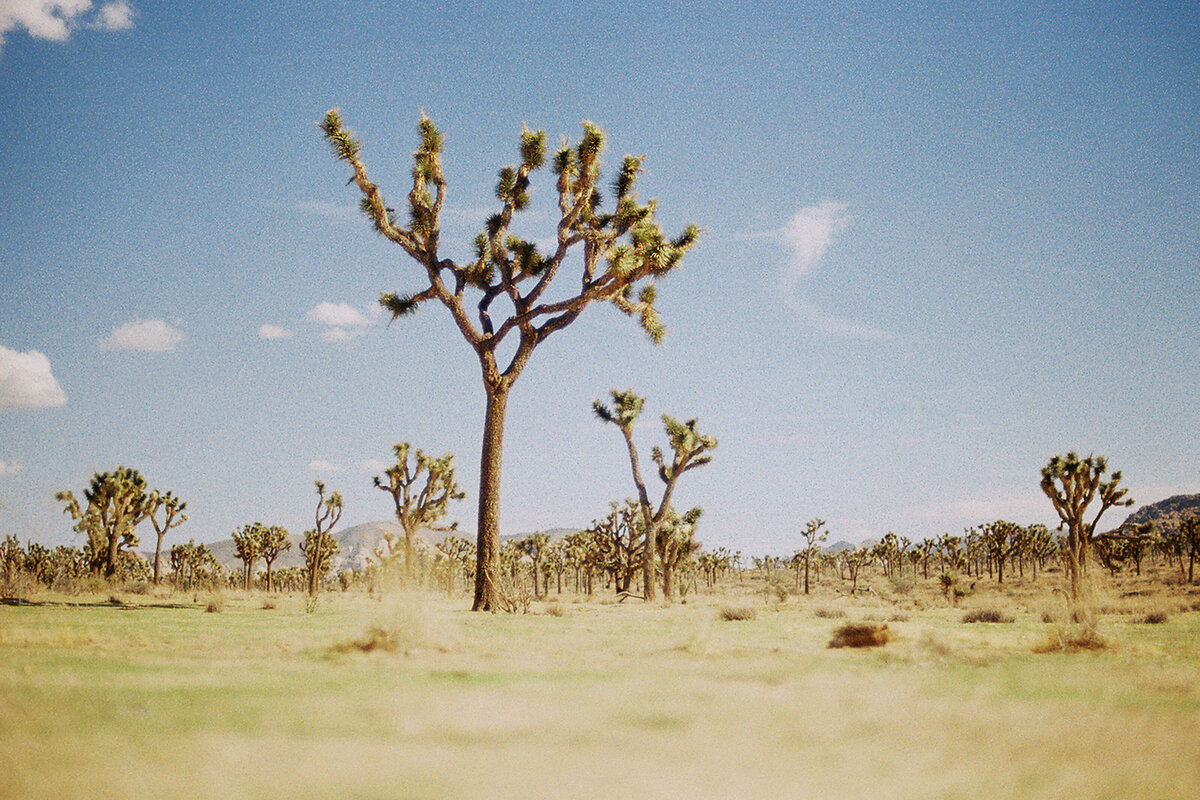 desert8