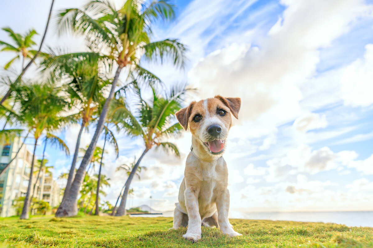 Hawaii Senior Dog Photography-52