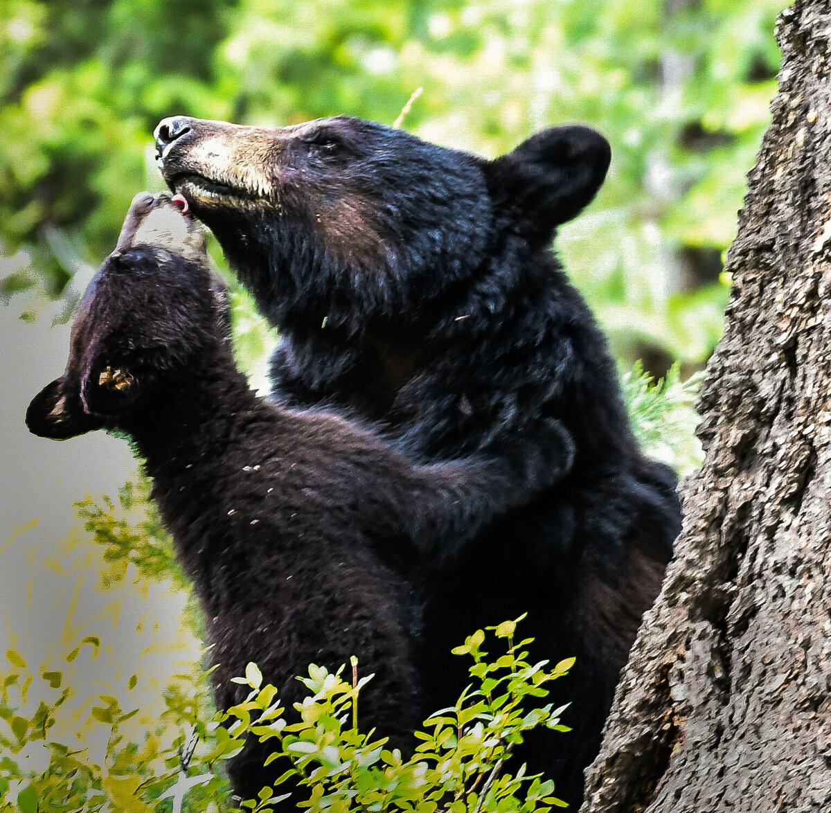 Black Bears 2