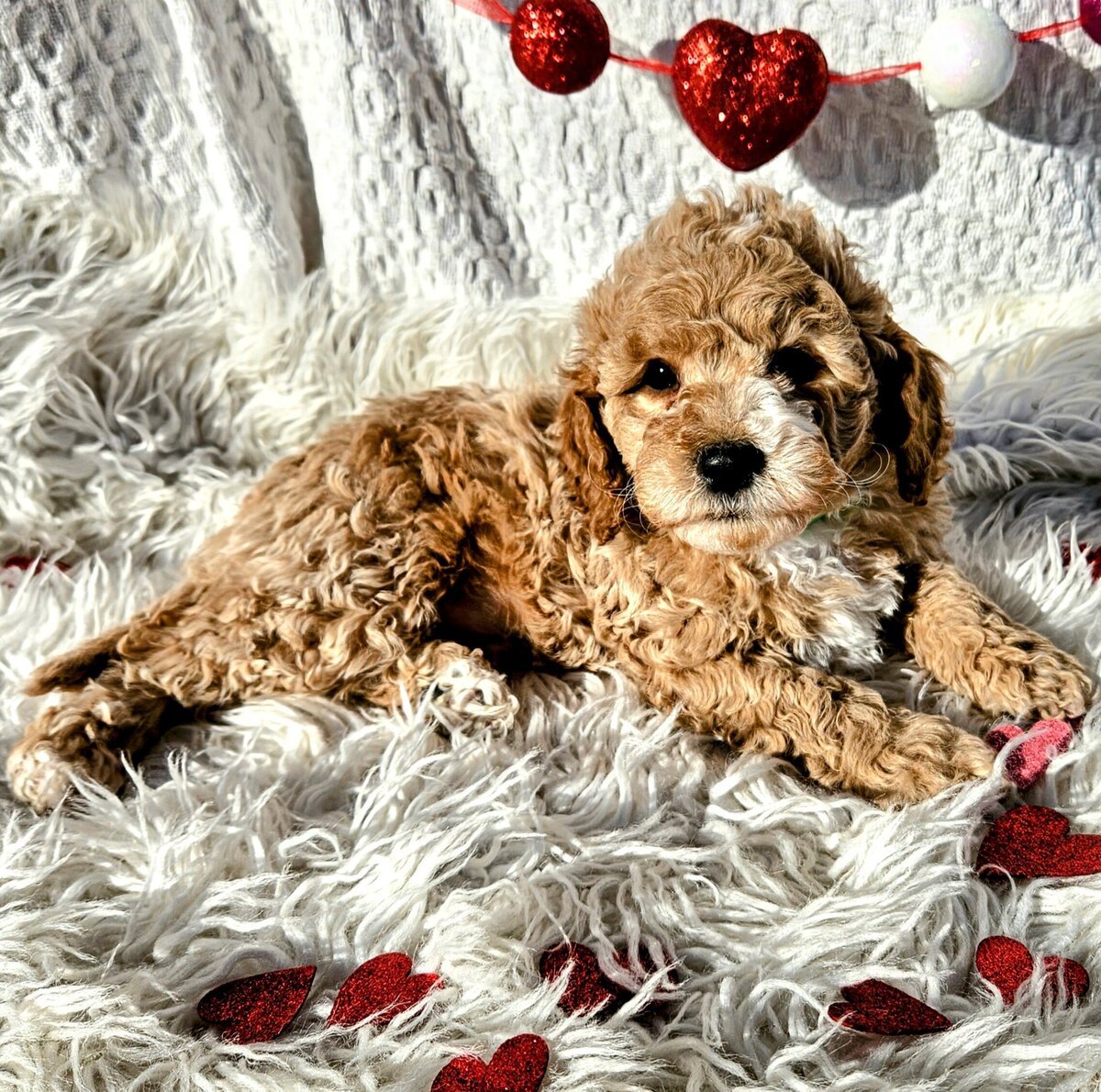 Romeo Male1