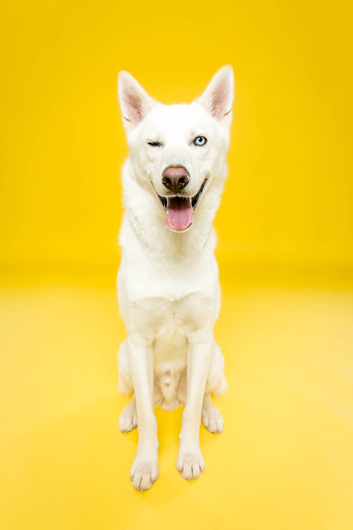 Birmingham, Alabam Dog Photographer - The Beloved Pup Phot Studio Gallery 6