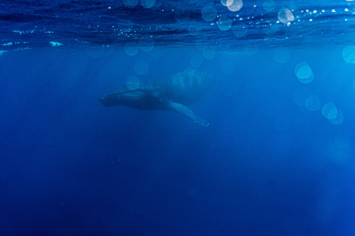 Rachael-Zimmerman-Photography-Denver-Colorado-Maui-Hawaii-LGBTQ-Adventure-Photographer-Animals-25
