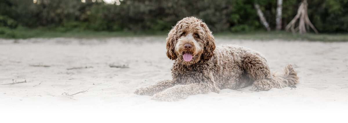Honden fotograaf Den Bosch